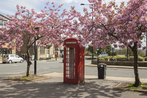 Spring Cherry Blossom around a Phone Box.  Picture Board by Ros Crosland