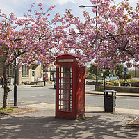 Buy canvas prints of Spring Cherry Blossom around a Phone Box.  by Ros Crosland