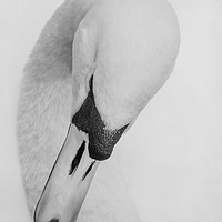 Buy canvas prints of Swan Head by Ros Crosland