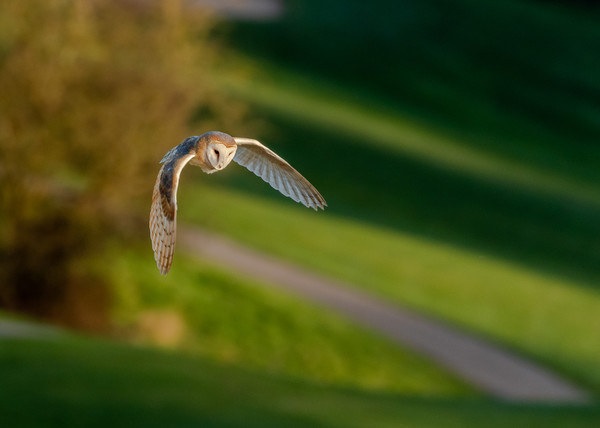 A Barn Owl in Flight in evening sunlight.  Picture Board by Ros Crosland