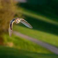 Buy canvas prints of A Barn Owl in Flight in evening sunlight.  by Ros Crosland