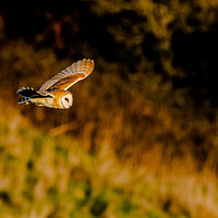 Buy canvas prints of A Barn Owl in Flight in evening sunlight. by Ros Crosland