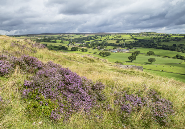 Purple heather on Baildon Moor in Yorkshire.  Picture Board by Ros Crosland