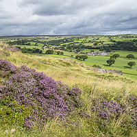 Buy canvas prints of Purple heather on Baildon Moor in Yorkshire.  by Ros Crosland