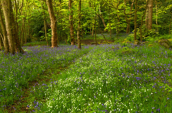 English Woodland in Spring. Picture Board by Ros Crosland