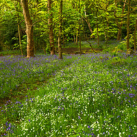 Buy canvas prints of English Woodland in Spring. by Ros Crosland