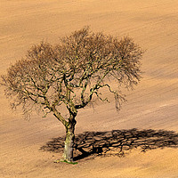 Buy canvas prints of Tree Shadow by Ros Crosland