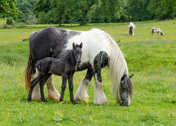 Mother with Foal Picture Board by Ros Crosland