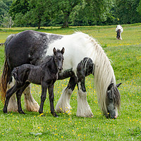 Buy canvas prints of Mother with Foal by Ros Crosland