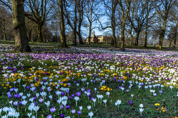 Crocuses in Lister Park, Bradford.  Picture Board by Ros Crosland