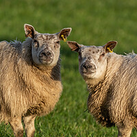 Buy canvas prints of Sheep in a Yorkshire field.  by Ros Crosland
