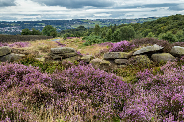 Heather on Shipley Glen in Yorkshire. Picture Board by Ros Crosland