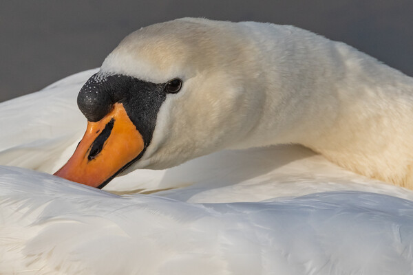 Mute swan close-up. Picture Board by Ros Crosland