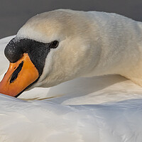 Buy canvas prints of Mute swan close-up. by Ros Crosland