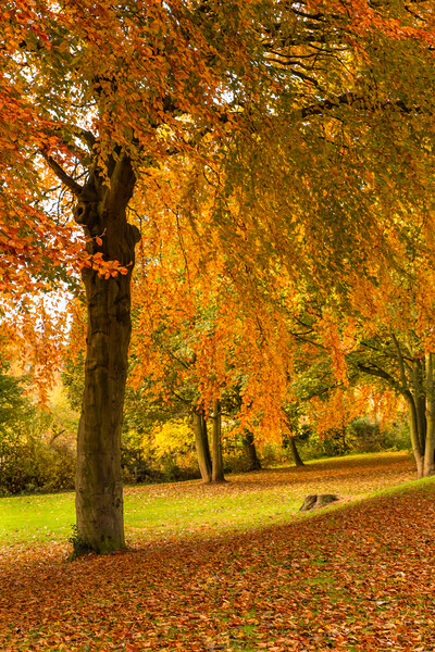 Autumn Colour Picture Board by Ros Crosland