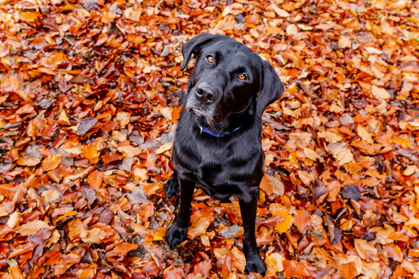 A dog sitting in autumn leaves.  Picture Board by Ros Crosland