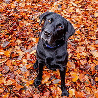 Buy canvas prints of A dog sitting in autumn leaves.  by Ros Crosland