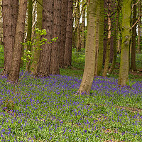 Buy canvas prints of English Bluebell Woods by Ros Crosland