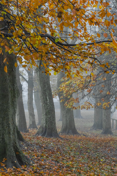 Misty autumn morning.  Picture Board by Ros Crosland
