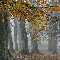 Buy canvas prints of Misty autumn morning.  by Ros Crosland