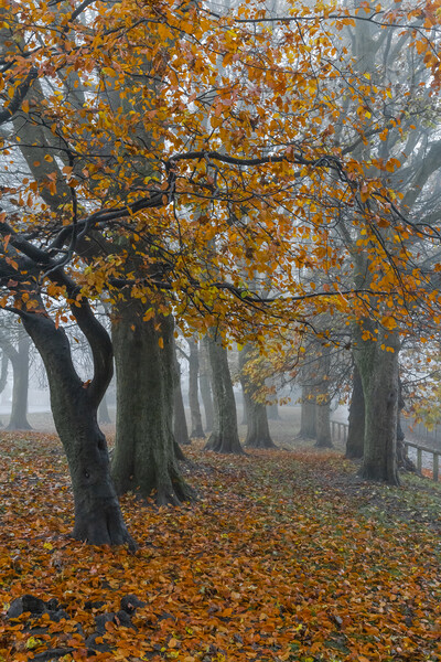 Autumn trees in the mist.  Picture Board by Ros Crosland