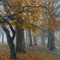 Buy canvas prints of Autumn trees in the mist.  by Ros Crosland