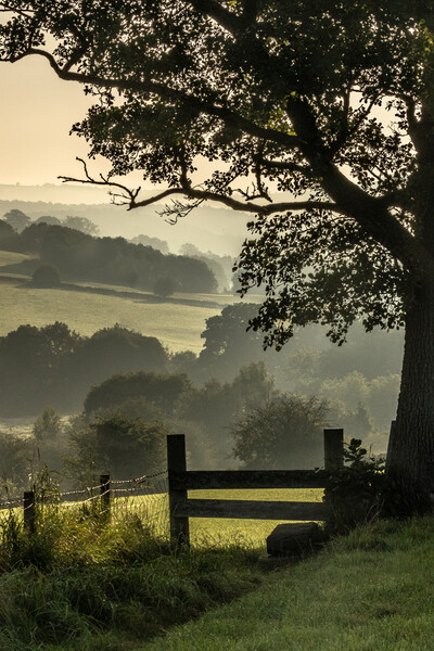 Early morning mist in Yorkshire countryside.  Picture Board by Ros Crosland