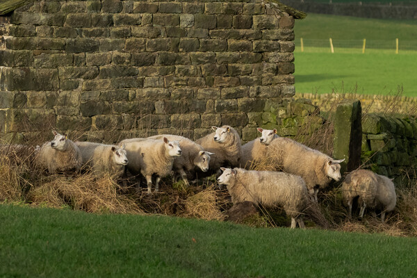 Sheep huddling together next to a barn in Yorkshir Picture Board by Ros Crosland