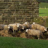 Buy canvas prints of Sheep huddling together next to a barn in Yorkshir by Ros Crosland
