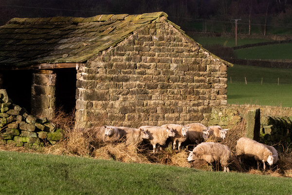 Sheep in Yorkshire countryside.  Picture Board by Ros Crosland