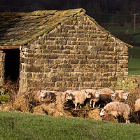 Buy canvas prints of Sheep in Yorkshire countryside.  by Ros Crosland