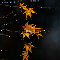 Buy canvas prints of Golden Leaves.  by Ros Crosland