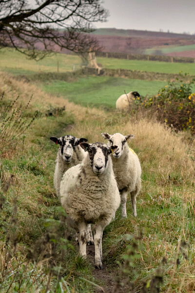 A group of sheep standing on top of a lush green f Picture Board by Ros Crosland