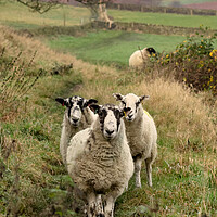 Buy canvas prints of A group of sheep standing on top of a lush green f by Ros Crosland