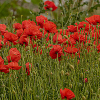 Buy canvas prints of Poppies by Ros Crosland