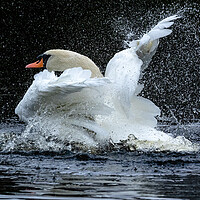 Buy canvas prints of A mute swan taking a bath.  by Ros Crosland