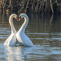 Buy canvas prints of Swan Love by Ros Crosland