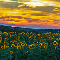 Buy canvas prints of Sunflowers @ Sundown by Marcel de Groot