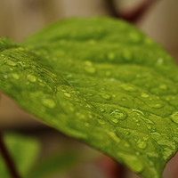 Buy canvas prints of Wet Leaf by J Hartley
