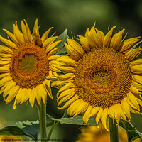 Buy canvas prints of Double sunflowers by Jo Anne Keasler