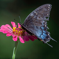 Buy canvas prints of Butterfly on a flower by Jo Anne Keasler