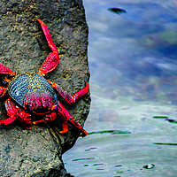 Buy canvas prints of A Crabs Life.  by Liam Kimm