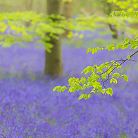 Buy canvas prints of Purple Patch, Bluebell Wood at Dawn by Phil MacDonald