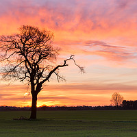 Buy canvas prints of Under a Blood Red Sky, Lonely Tree by Phil MacDonald