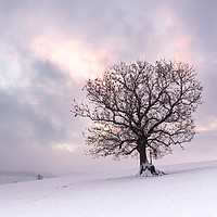 Buy canvas prints of Winter is Coming, Snowbound Tree at Dawn by Phil MacDonald