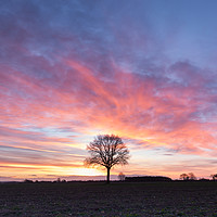 Buy canvas prints of Hope and Optimism, the Pheonix Tree at Dawn by Phil MacDonald