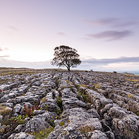 Buy canvas prints of The Lonely Malham Ash at Dawn by Phil MacDonald
