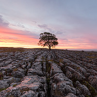 Buy canvas prints of Under a Blood Red Sky, Malham Ash at Dawn by Phil MacDonald