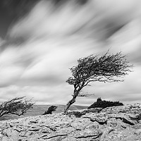 Buy canvas prints of Windswept Trees, the Yorkshire Dales by Phil MacDonald