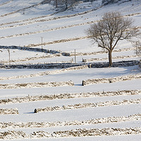 Buy canvas prints of Snow and Stone Walls, Yorkshire Dales by Phil MacDonald